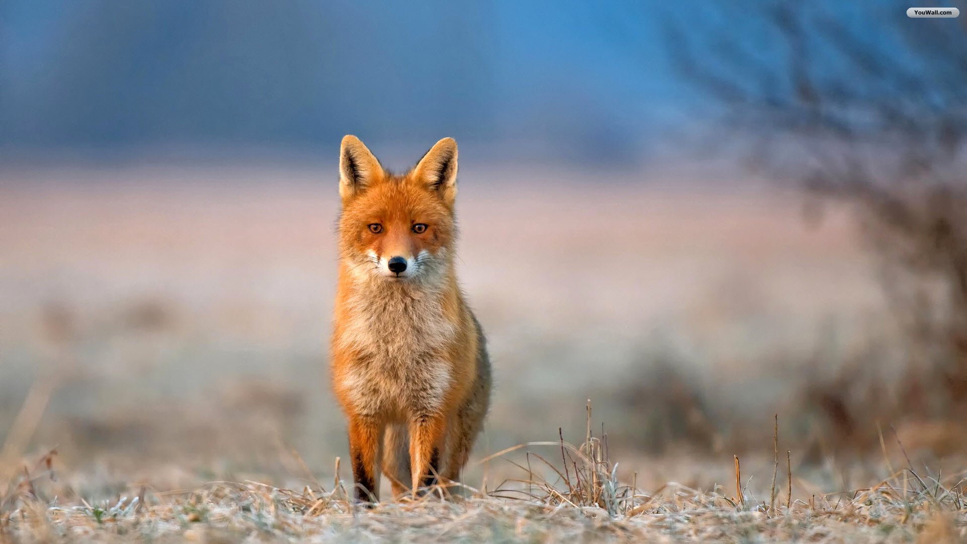Lonely Red Fox Wallpaper
