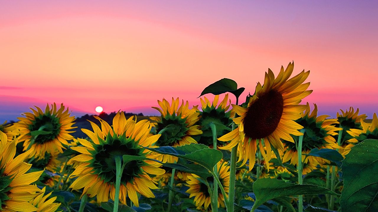 Sunflower Field Desktop Background Is Cool Wallpaper