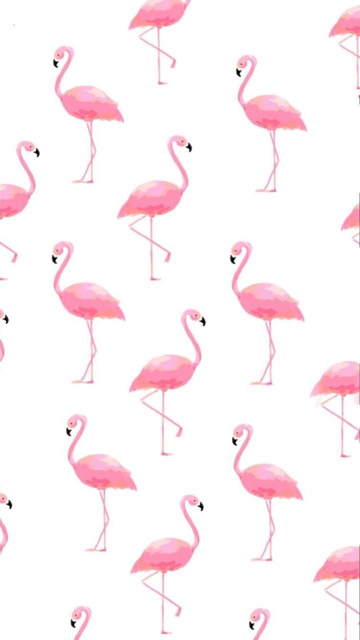 Cute Wallpaper Flamingos Teahub Io