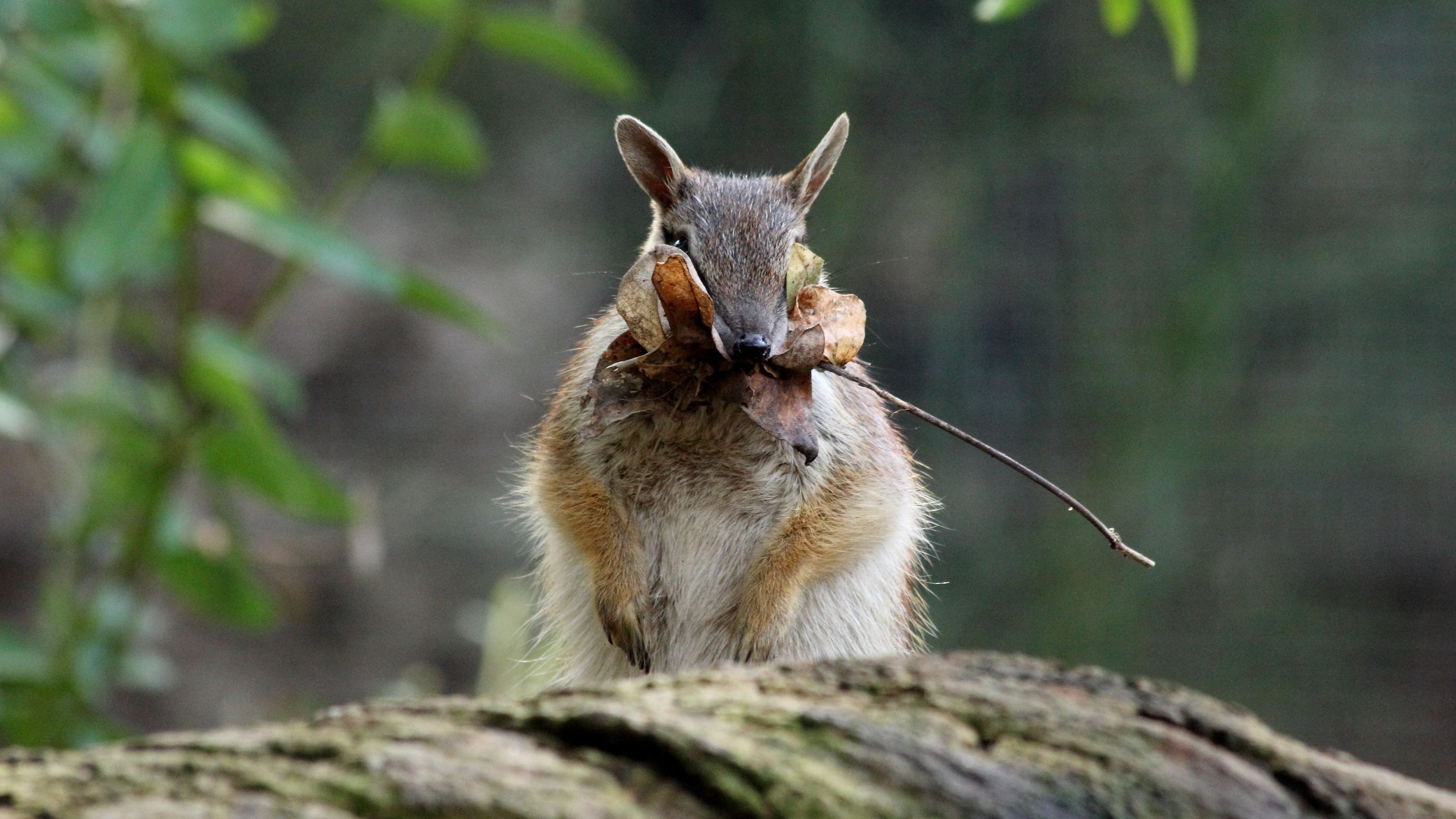 Numbat HD Wallpaper