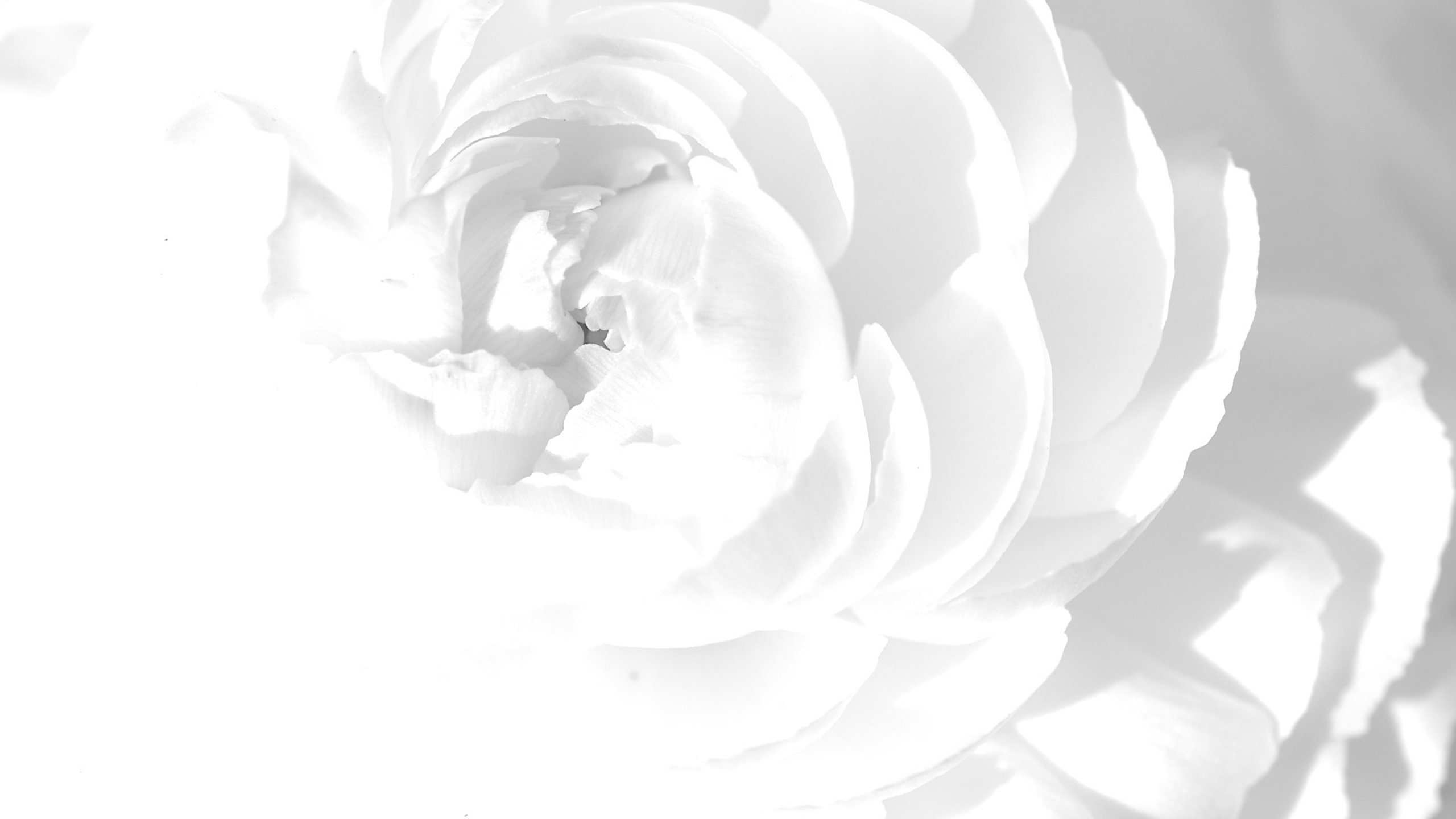 White Rose Petals Flower Bright Wallpaper Background Mac Imac