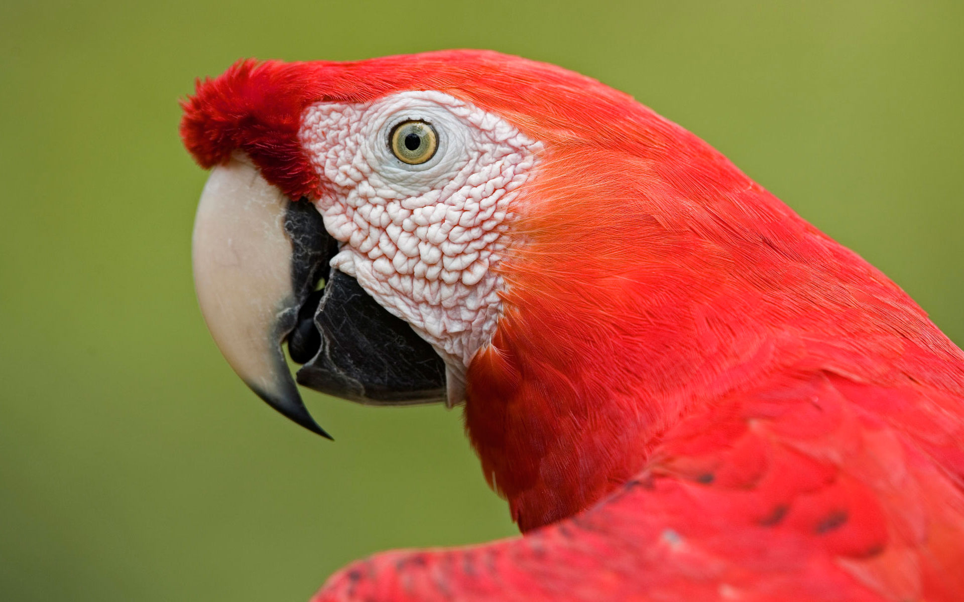Scarlet Macaw Retrato Amazon Wallpapers Wallpapers HD