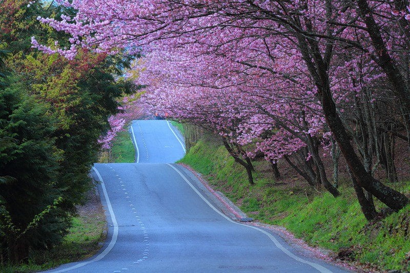 Wallpaper Best Cherry Blossoms Sunshine Sakura