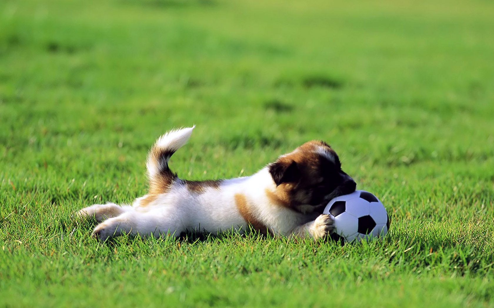 Cute Dogs Junior Soccer Wallpaper HD