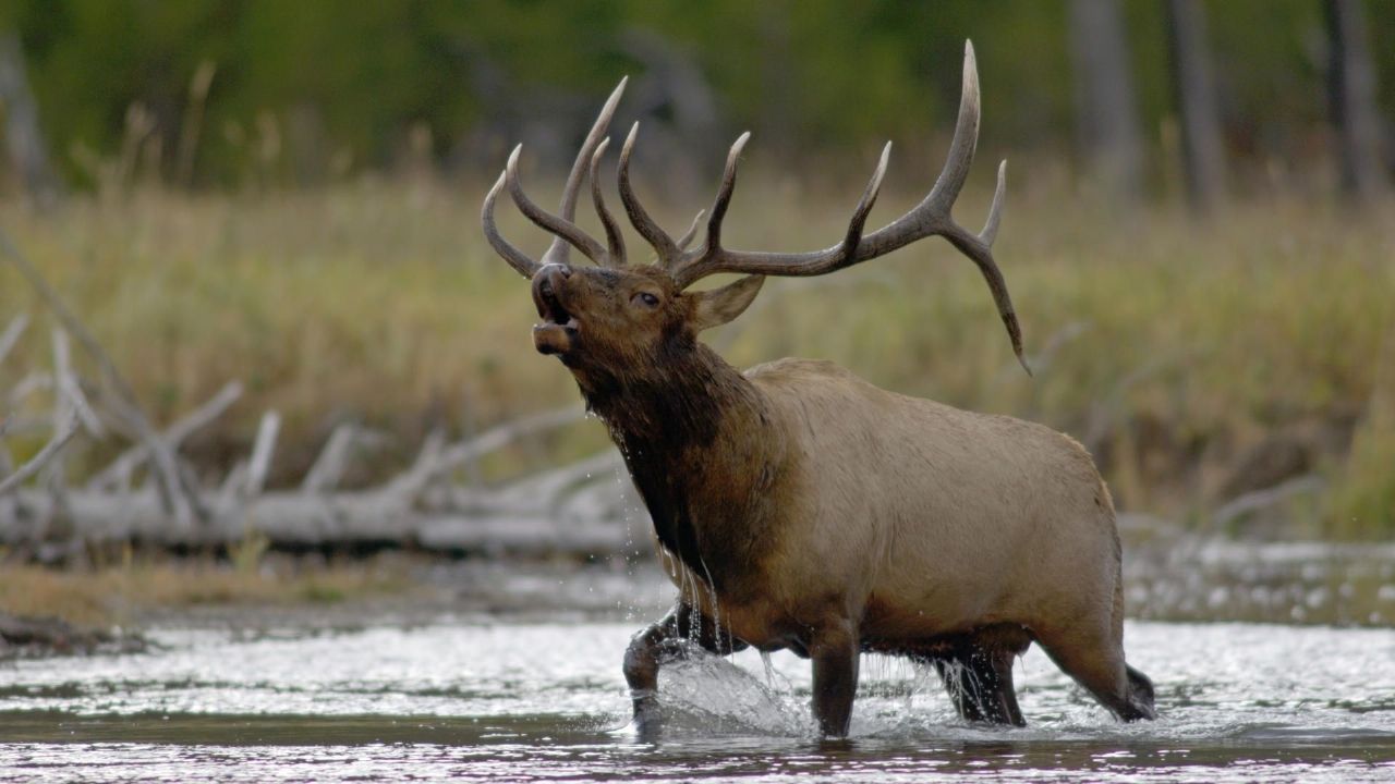 Taking A Walk On The Wild Side Elk Reintroduced In Missouri