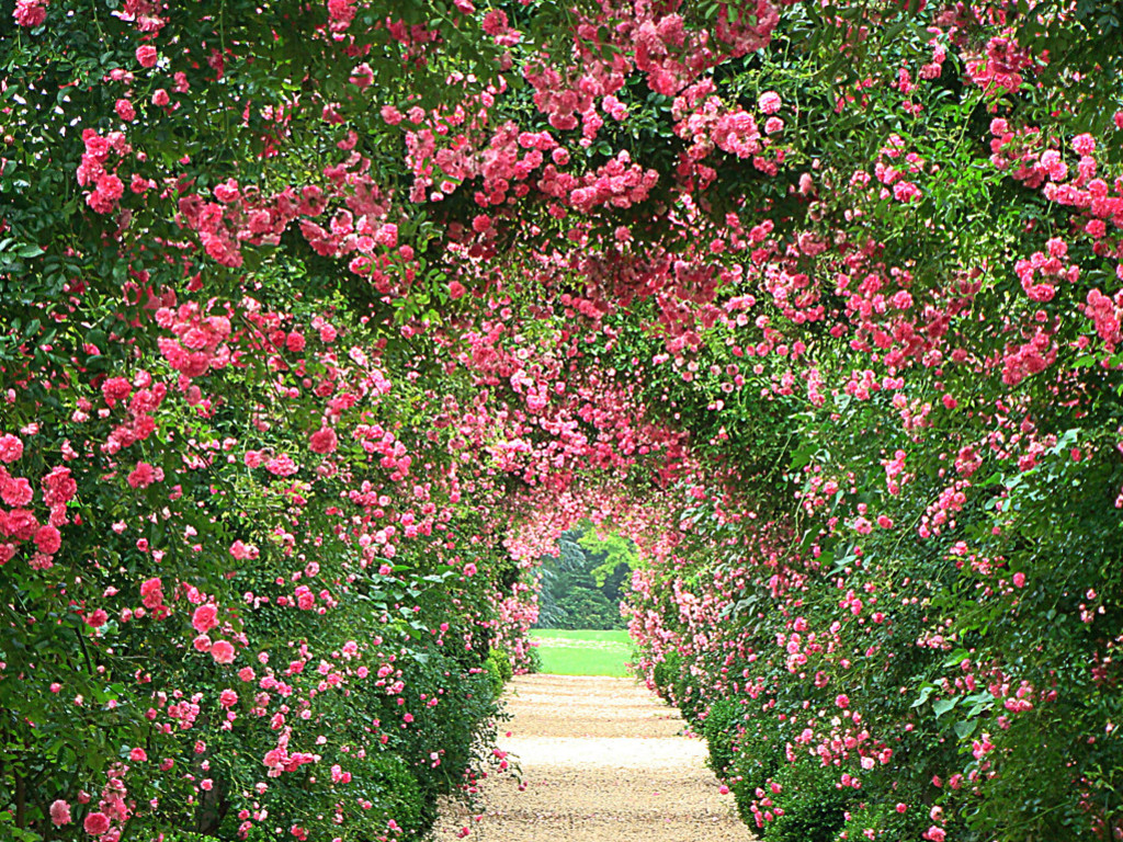 Rose Garden Wallpaper HD Background