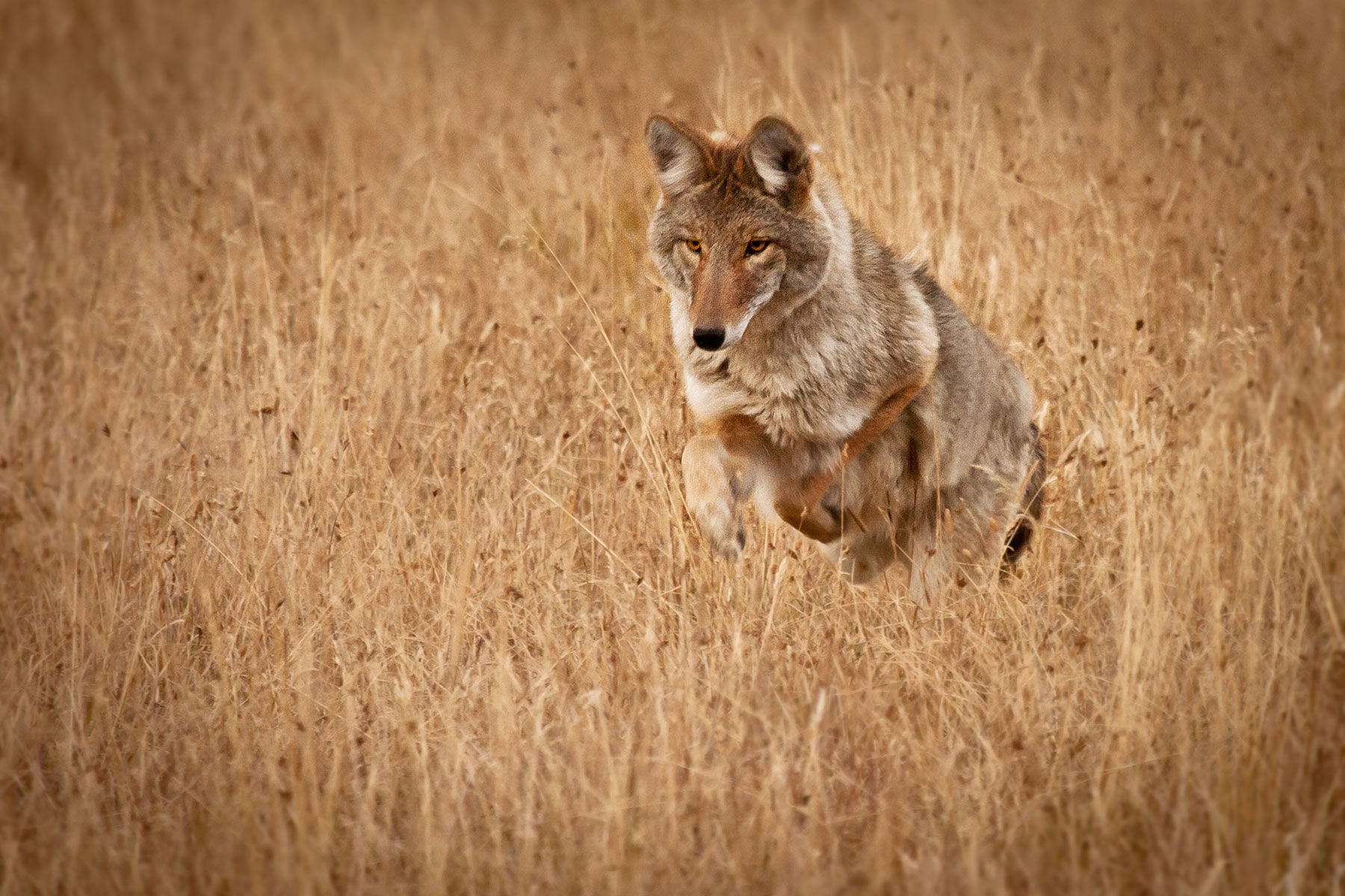 Wallpaper HD For iPad Rodents Coyote