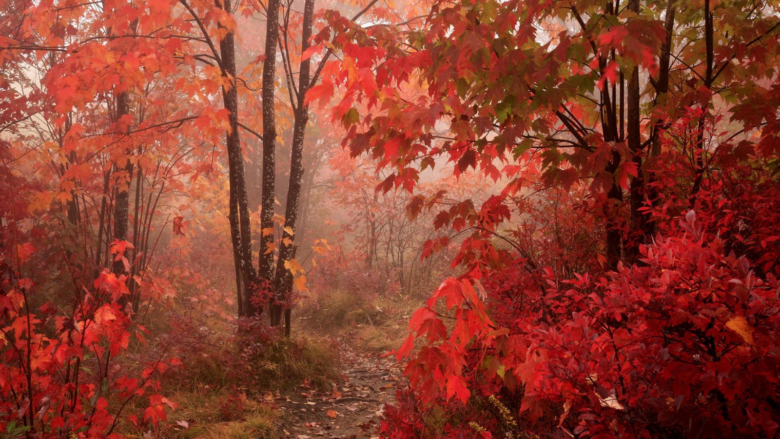 Fall Red Leaves Forest Autumn HD Wallpaper Epic Desktop Background