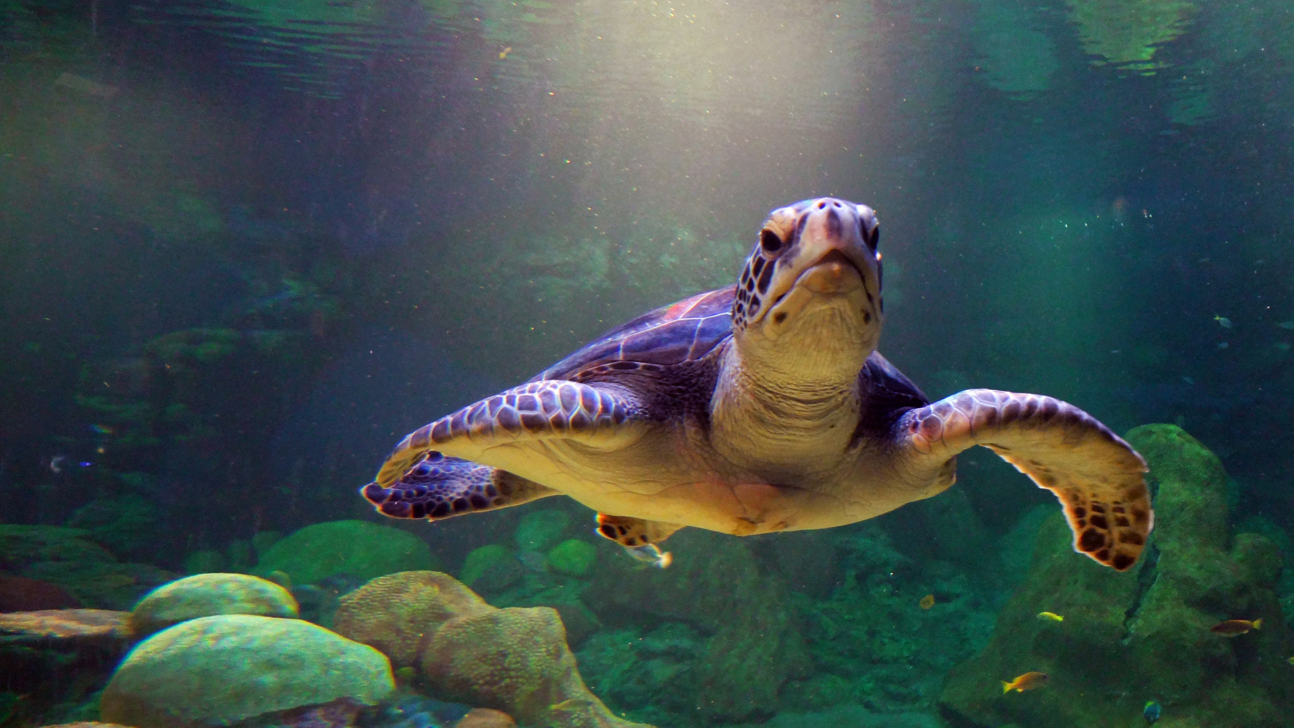 Cute Turtle Wallpaper