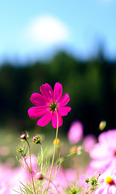 Spring Flowers HD Live Wallpaper For Android