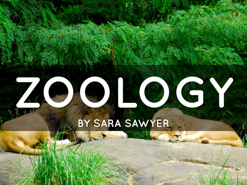 Zoology By Dane Currin