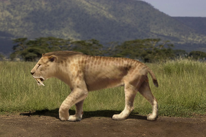 Picture Of Pictures And Image Sabre Toothed Tiger Smilodon