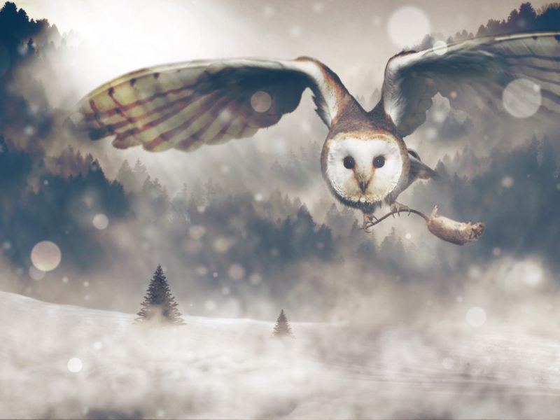 Cool Wallpaper Owl Surreal Bokeh Winter Forest 4k UHD Image