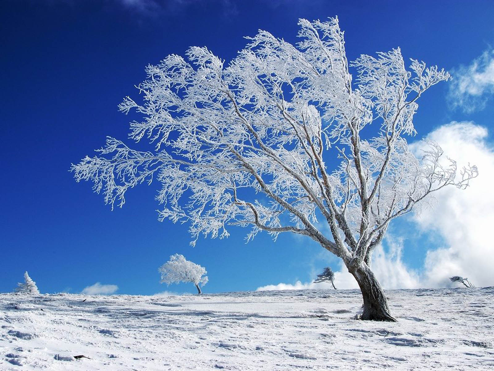A snow-covered tree stands tall against a vibrant blue sky on a snowy hill, epitomizing the beauty of winter