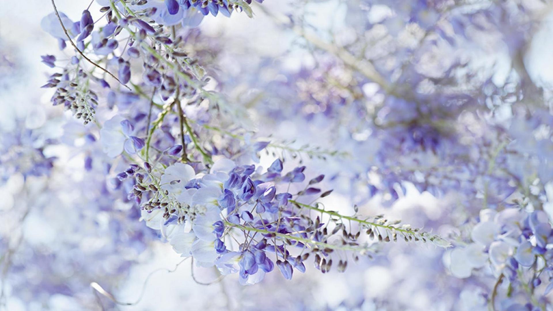 Wisteria Wallpaper High Definition Quality