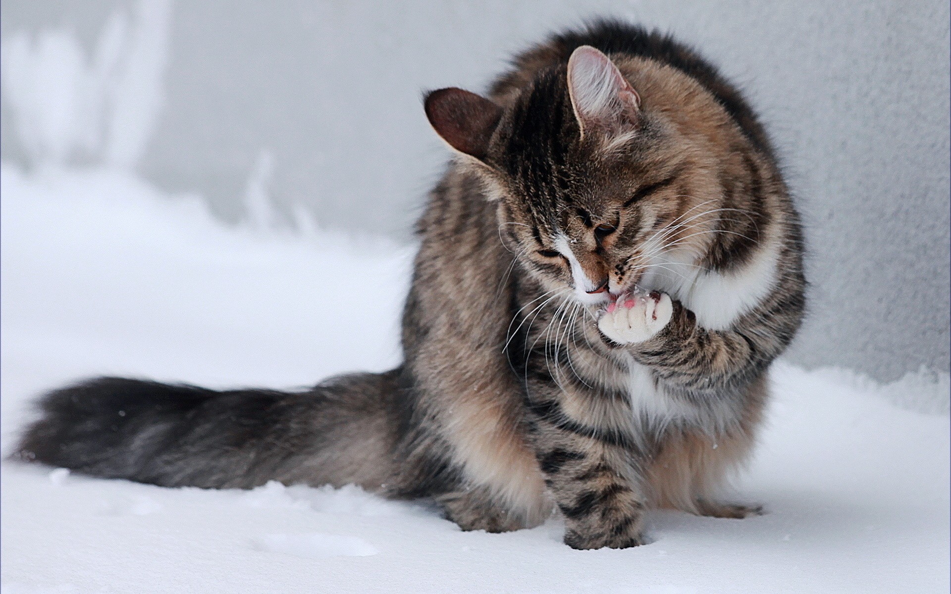 Winter snow cats animals outdoors kittens tv shows wallpaper