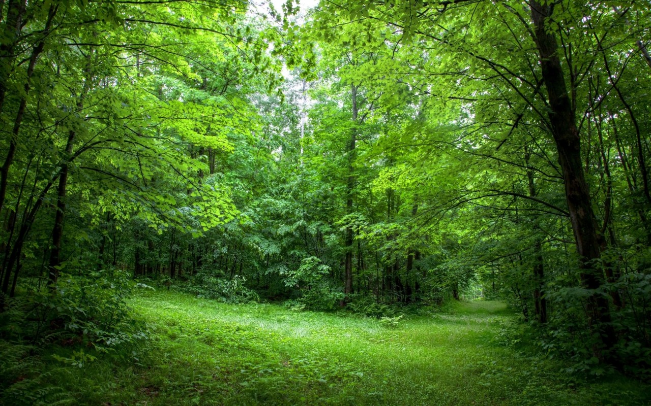 Lush Green Forest Path Sunny Wallpaper