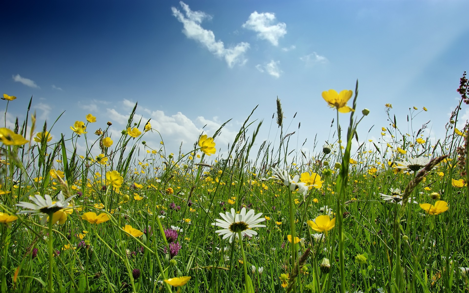 Spring Desktop Wallpapers HD wallpaper background