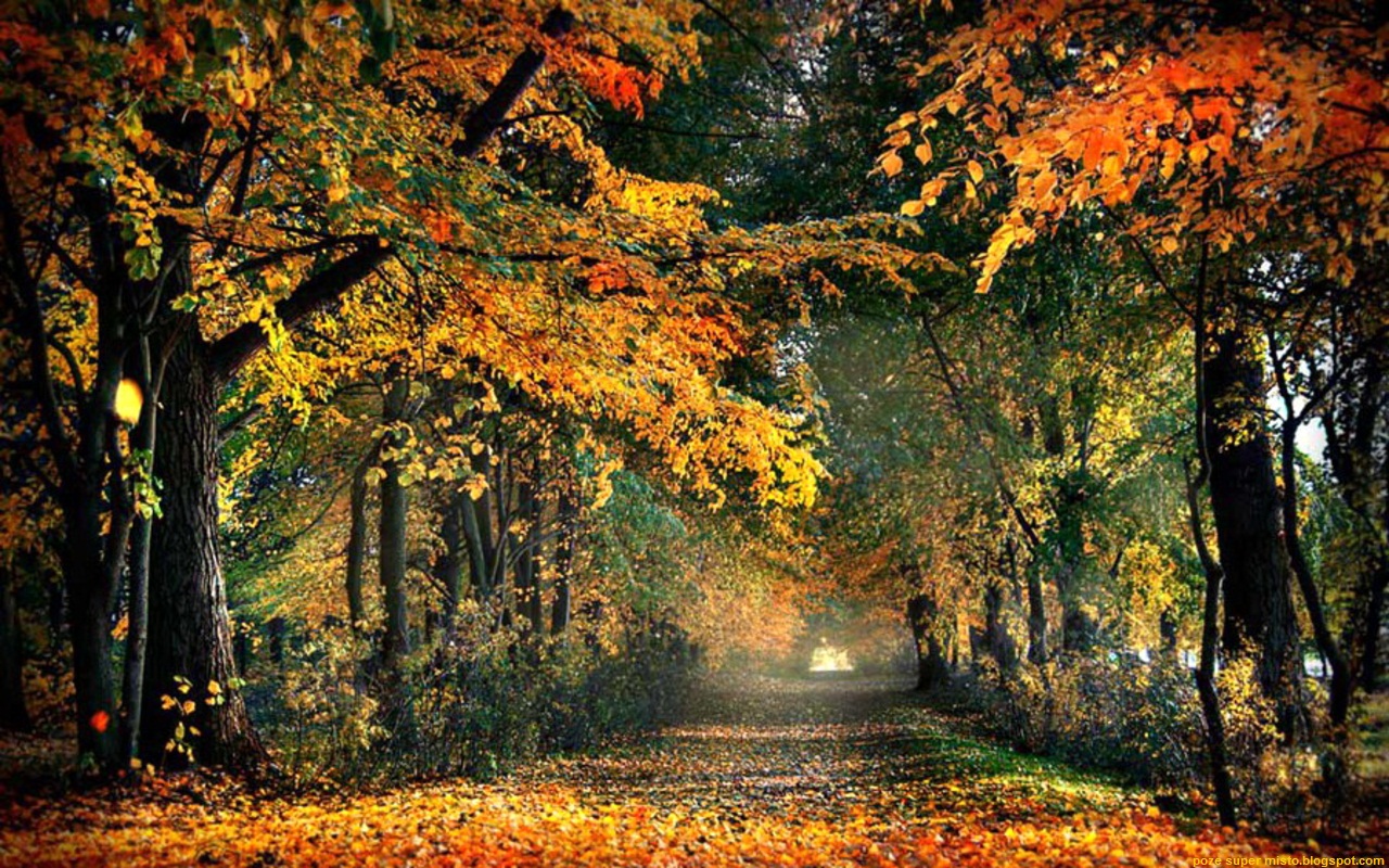 Autumn Road Nature Wallpaper HD Desktop