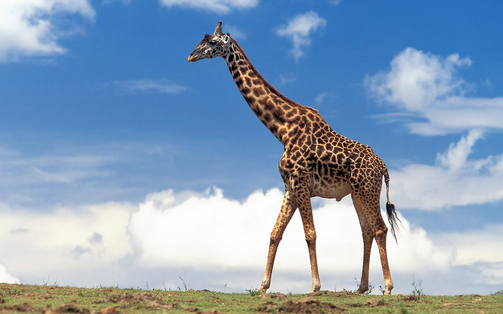 Dieren Achtergrond Met Een Grote Giraffe HD Wallpaper Foto