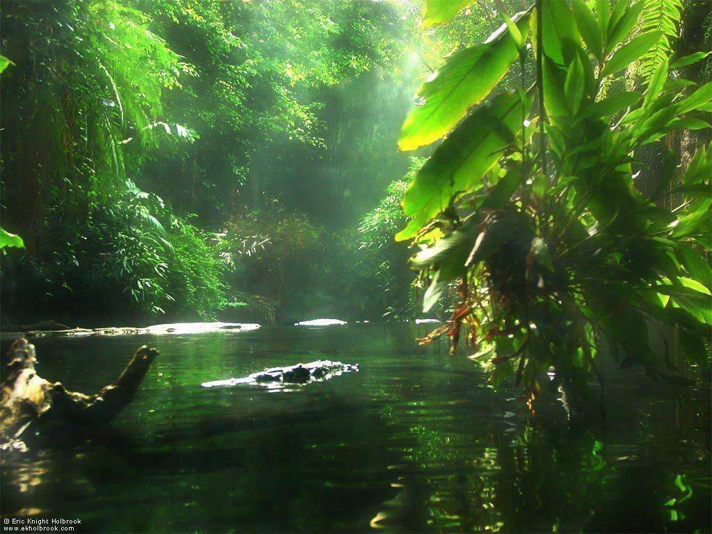 Rainforest Wallpaper Wpxr697 Wallperio
