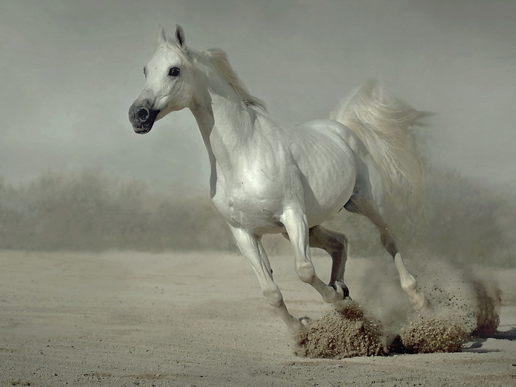 Running Horse Wallpaper White Horses For