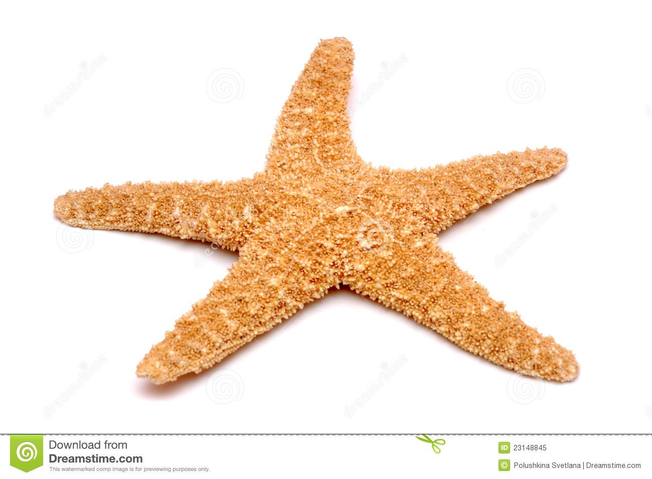 The Starfish White Background