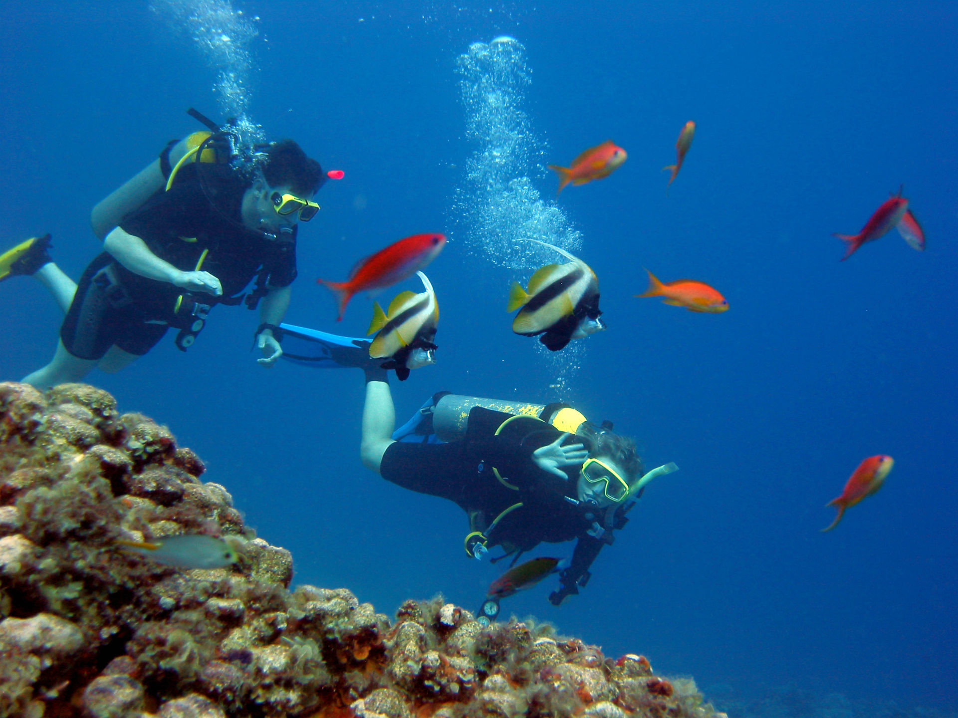Scuba Ocean Sea Diving Fishes Tropical Underwater