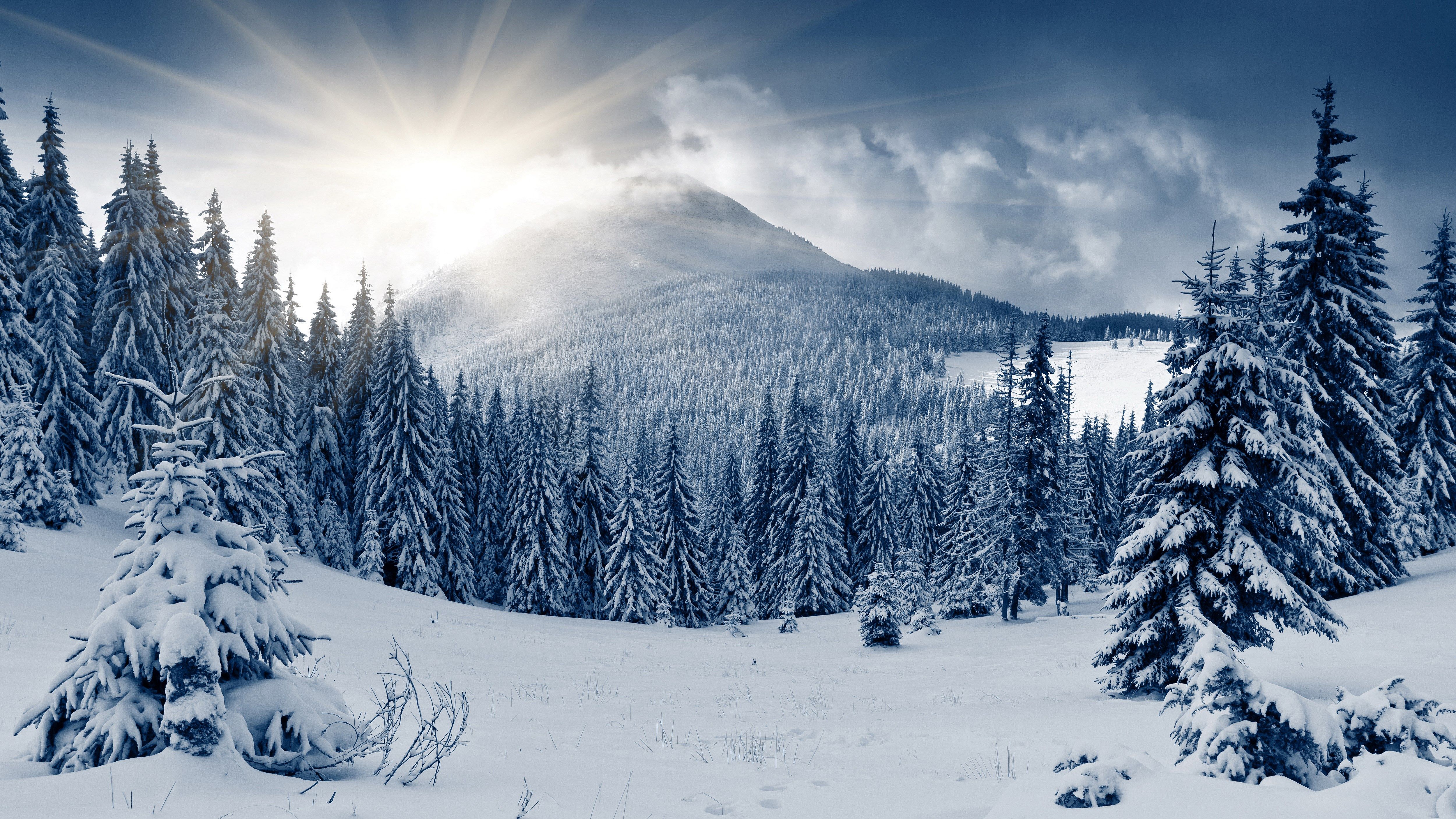 Winter Scenes Desktop Background Yass Forest