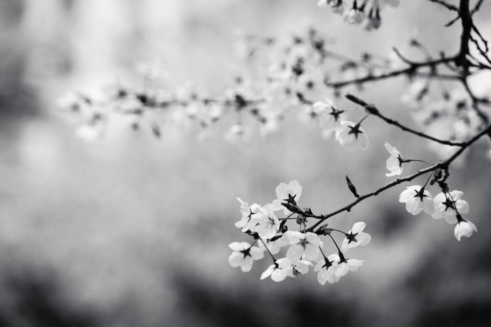 White Flower Wallpaper