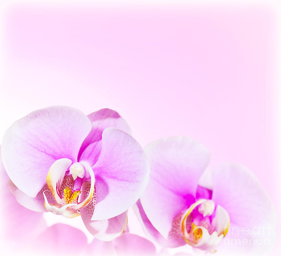 Pink Orchid Border For