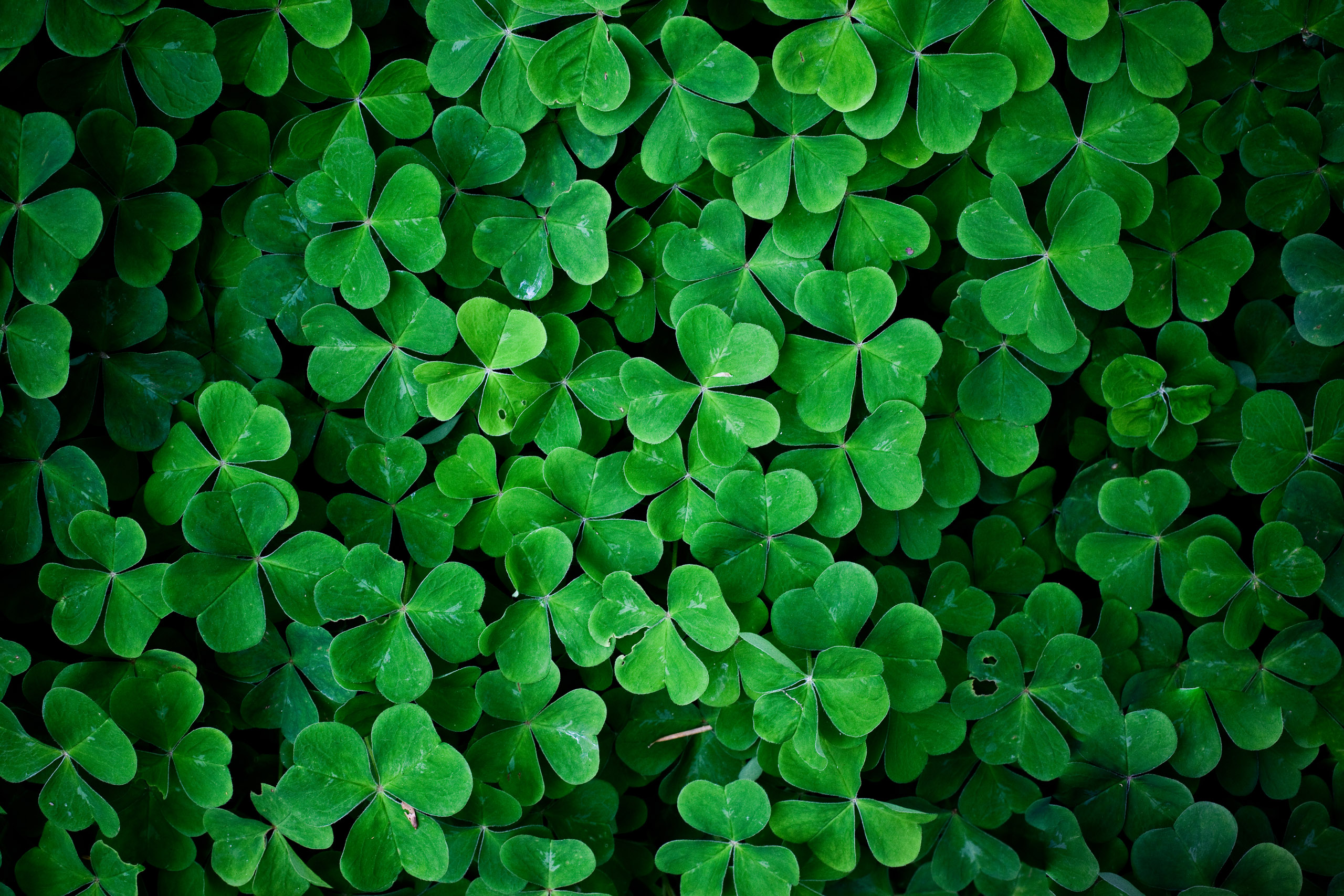 Green Leaves Wallpaper