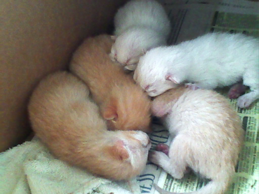 Kittens Image Newborn Wallpaper Photos
