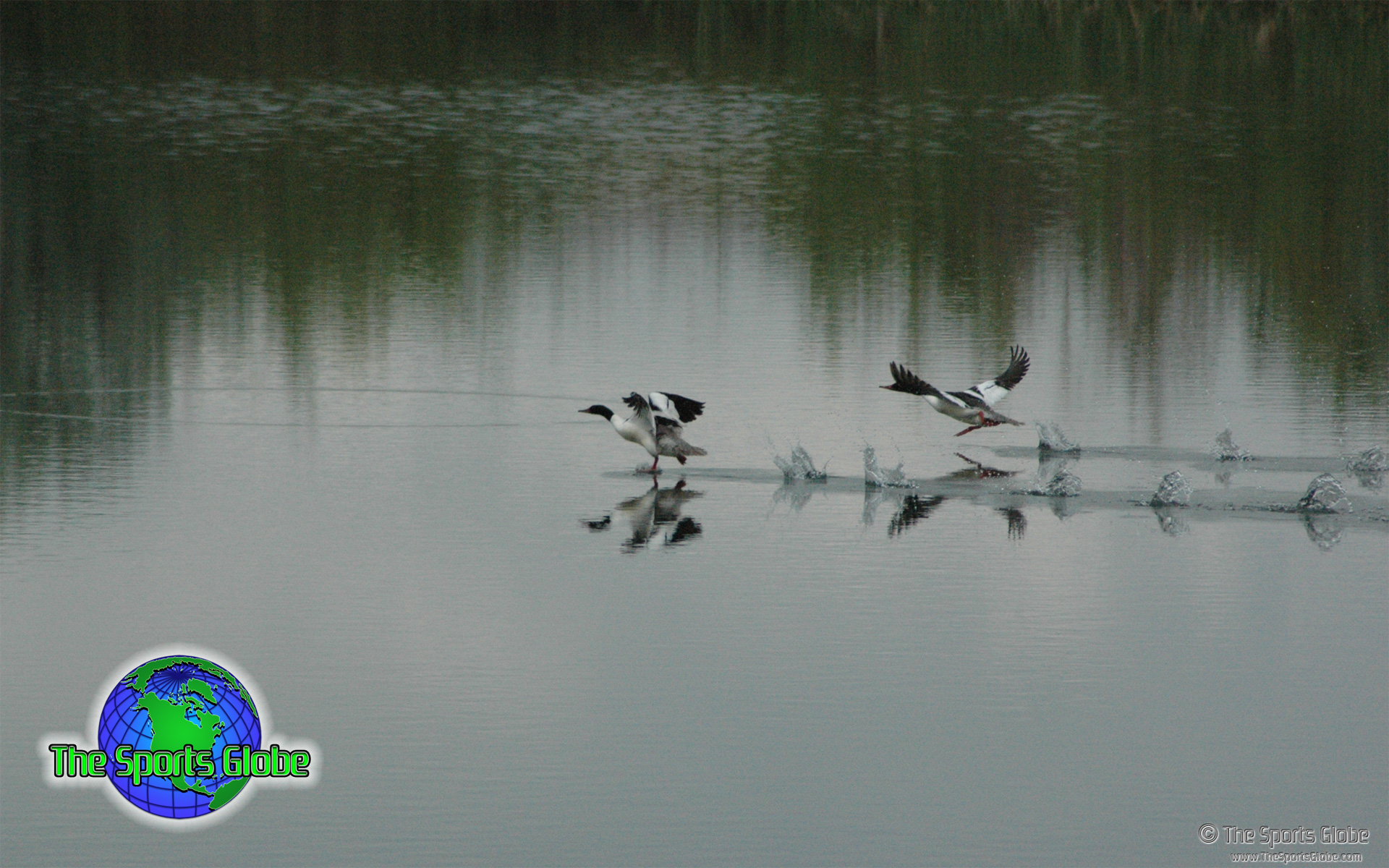 Waterfowl Desktop Wallpaper And Background The Sports Globe