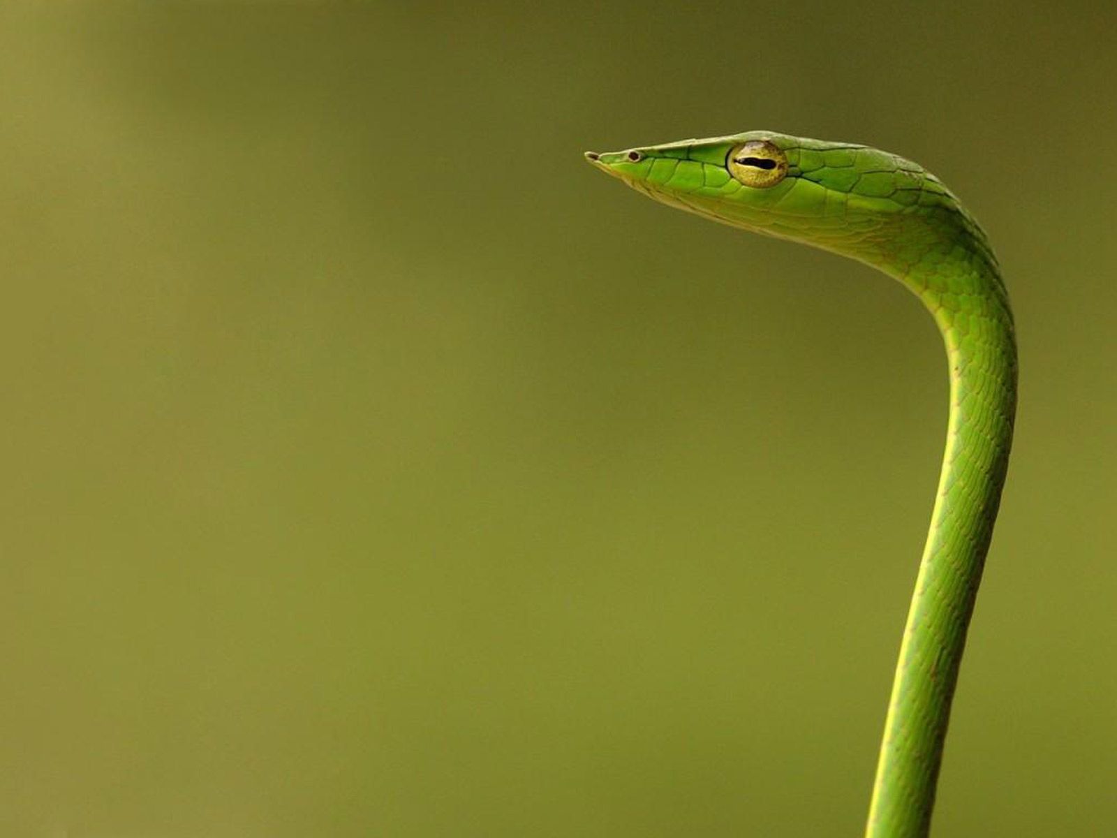 Green Vine Snake Oxybelis Fulgidus