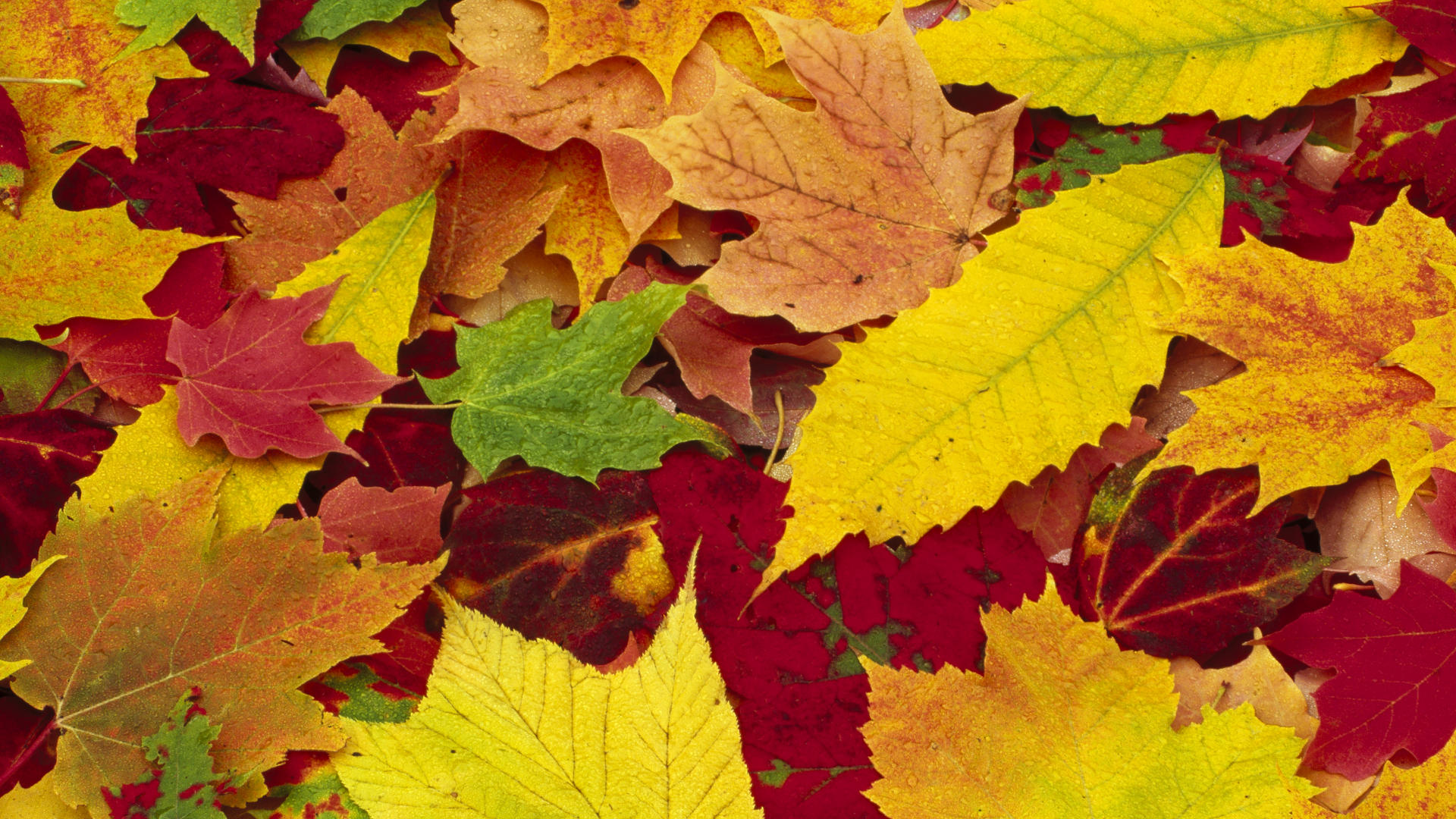 Background Background Autumn Cool Leaves