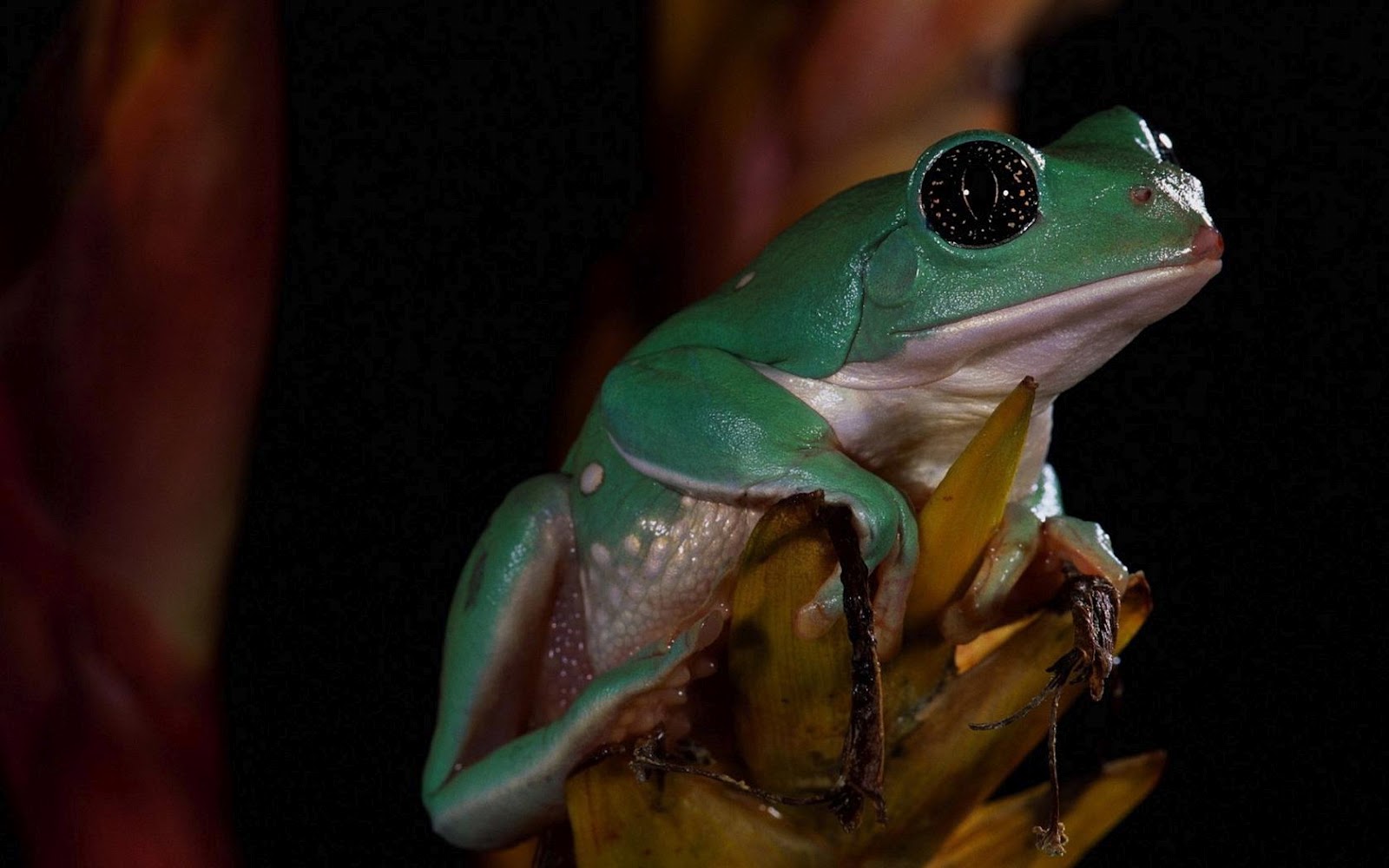 HD animal wallpaper with a big green frog HD frogs wallpapers 1600x1000