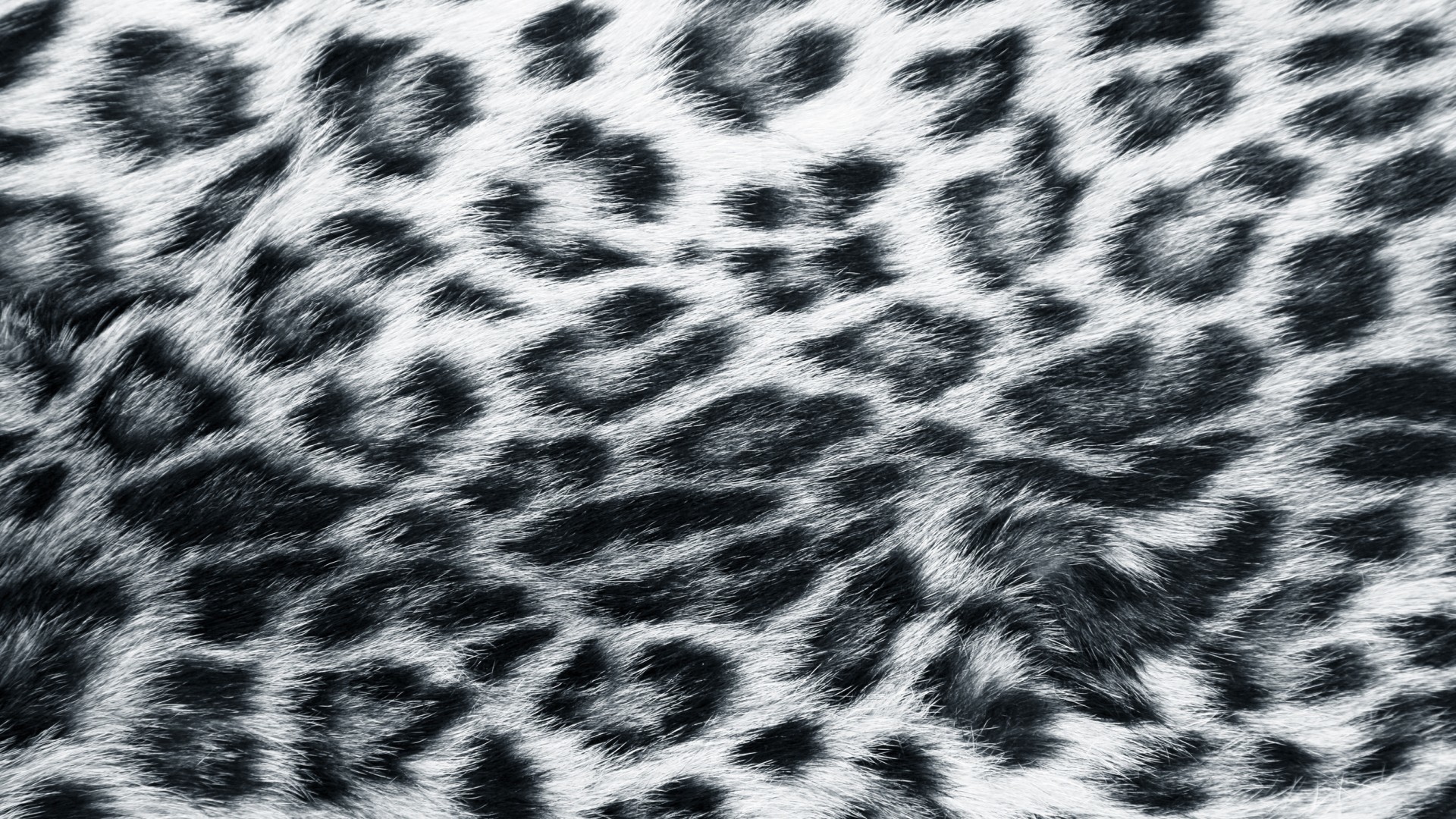 Animal Print Desktop Background Wallpaper