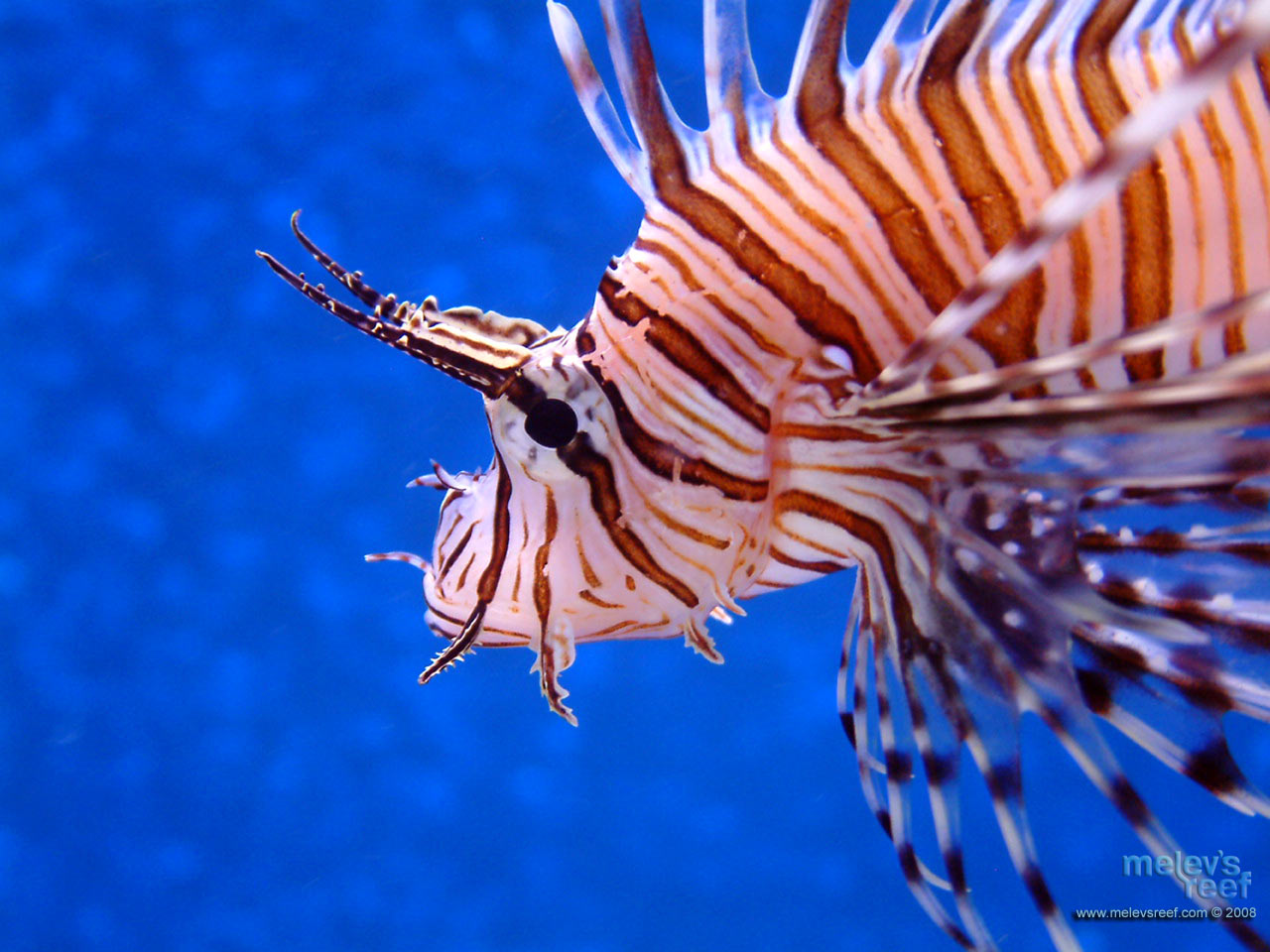 The Gallery For Gt Lionfish Wallpaper