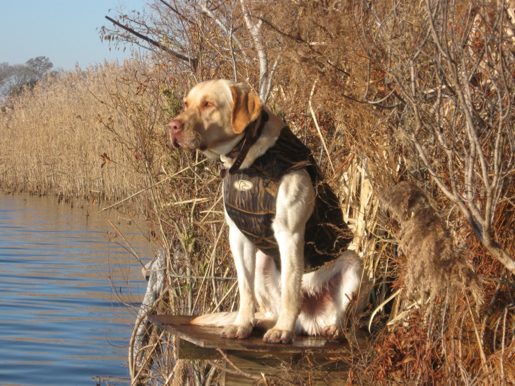 Duck Hunting Wallpaper Dogs Image Pictures Becuo