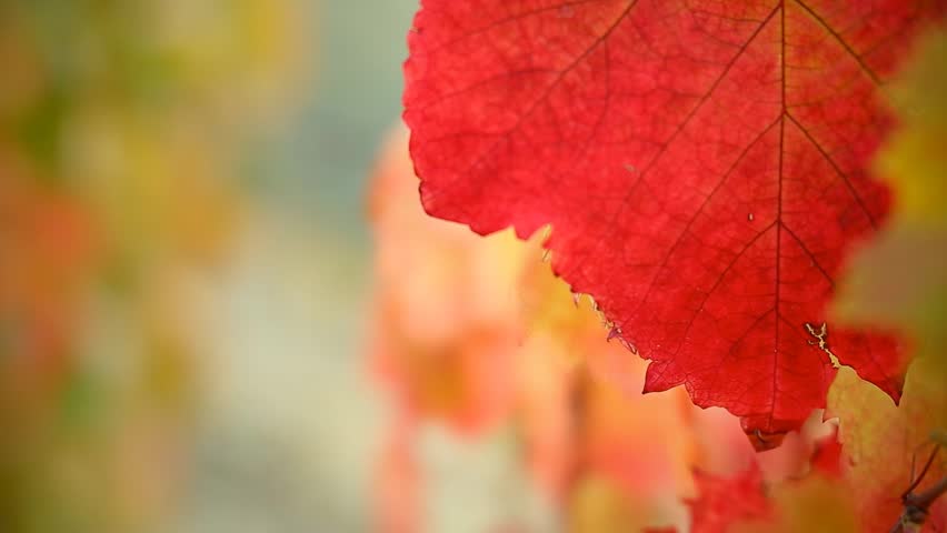 Cinemagraph Loop Half Red Leaf On A Background Of Blurred Leaves