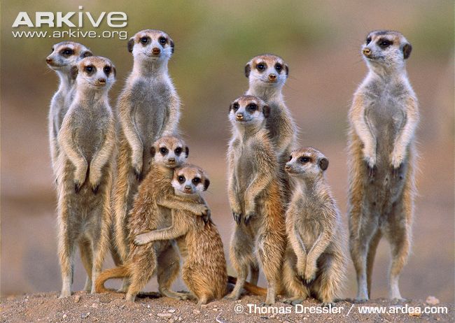 Meerkat Family Group Screensavers
