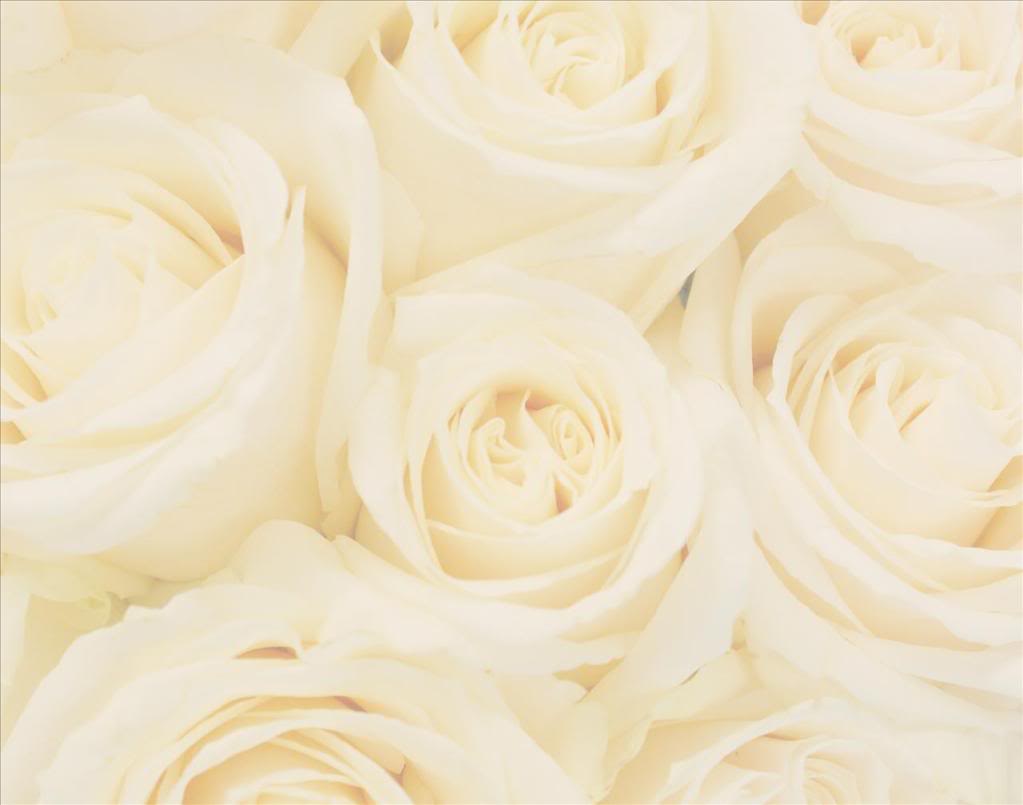 White Rose Background Photo by dovestarcollections Photobucket