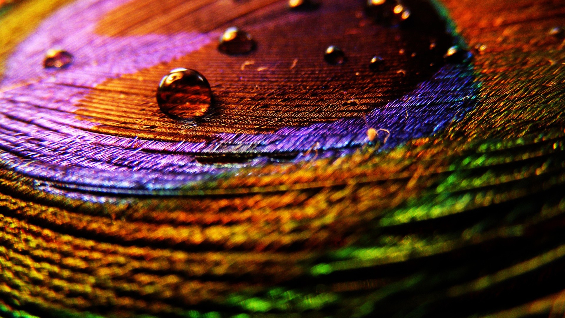 Free download Peacock Feather Desktop Wallpapers Live HD Wallpaper HQ  Pictures [1920x1080] for your Desktop, Mobile & Tablet | Explore 34+ Peacock  Feather Desktop Wallpaper | Peacock Wallpaper, Peacock Feather Wallpaper,  Peacock Background