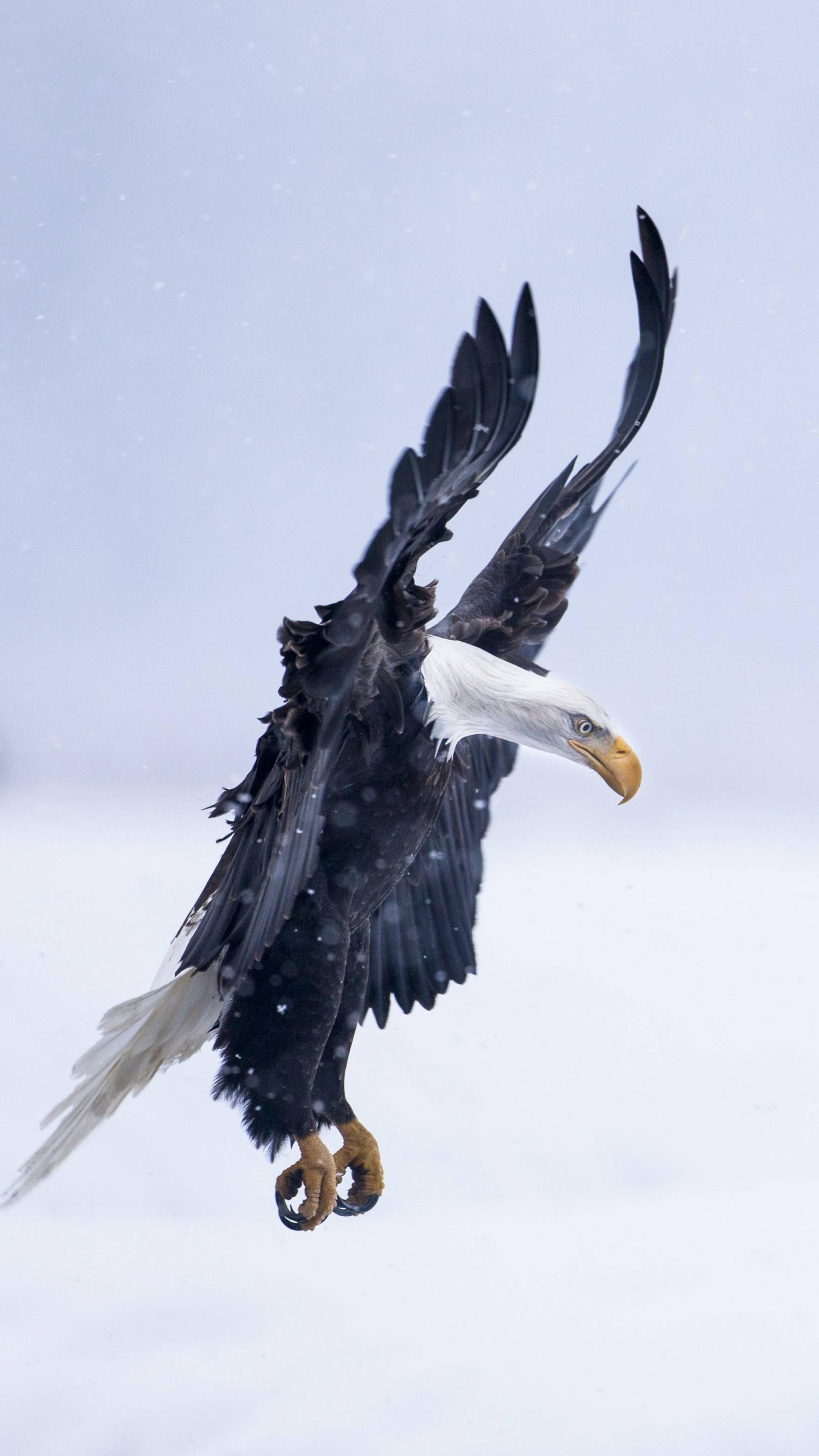 Wallpaper Eagle Alaska 5k 4k HD Flight Winter
