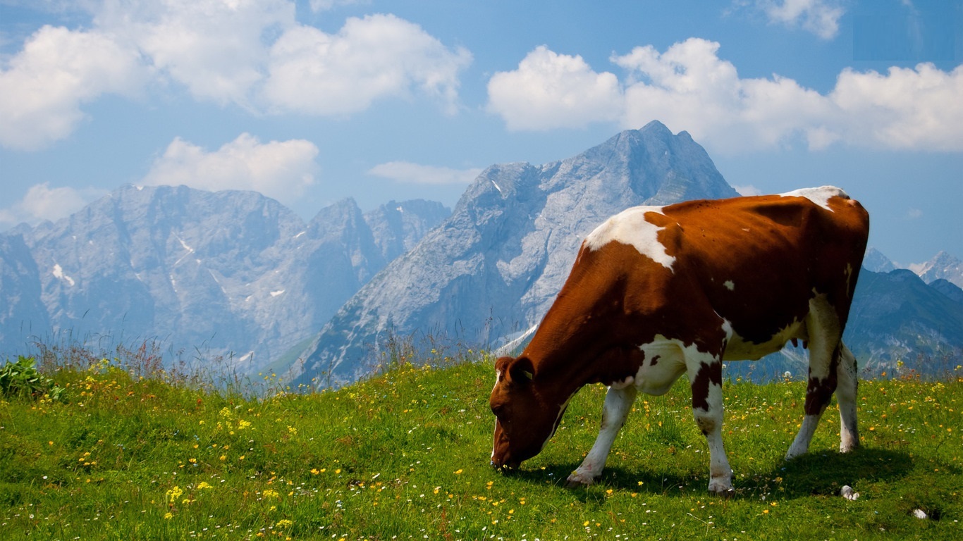 Cow Animal HD Wallpaper High Quality Pictures Desktop Background