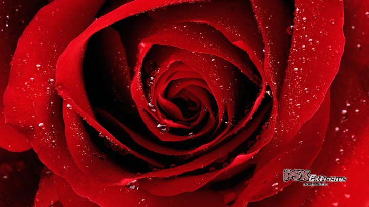 Beautiful Red Roses Spring Rain Desktop Wallpaper Nexus