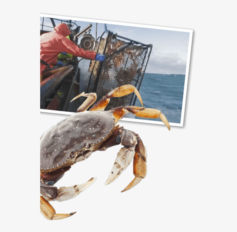 Dungeness Crab Photo Wallpaper
