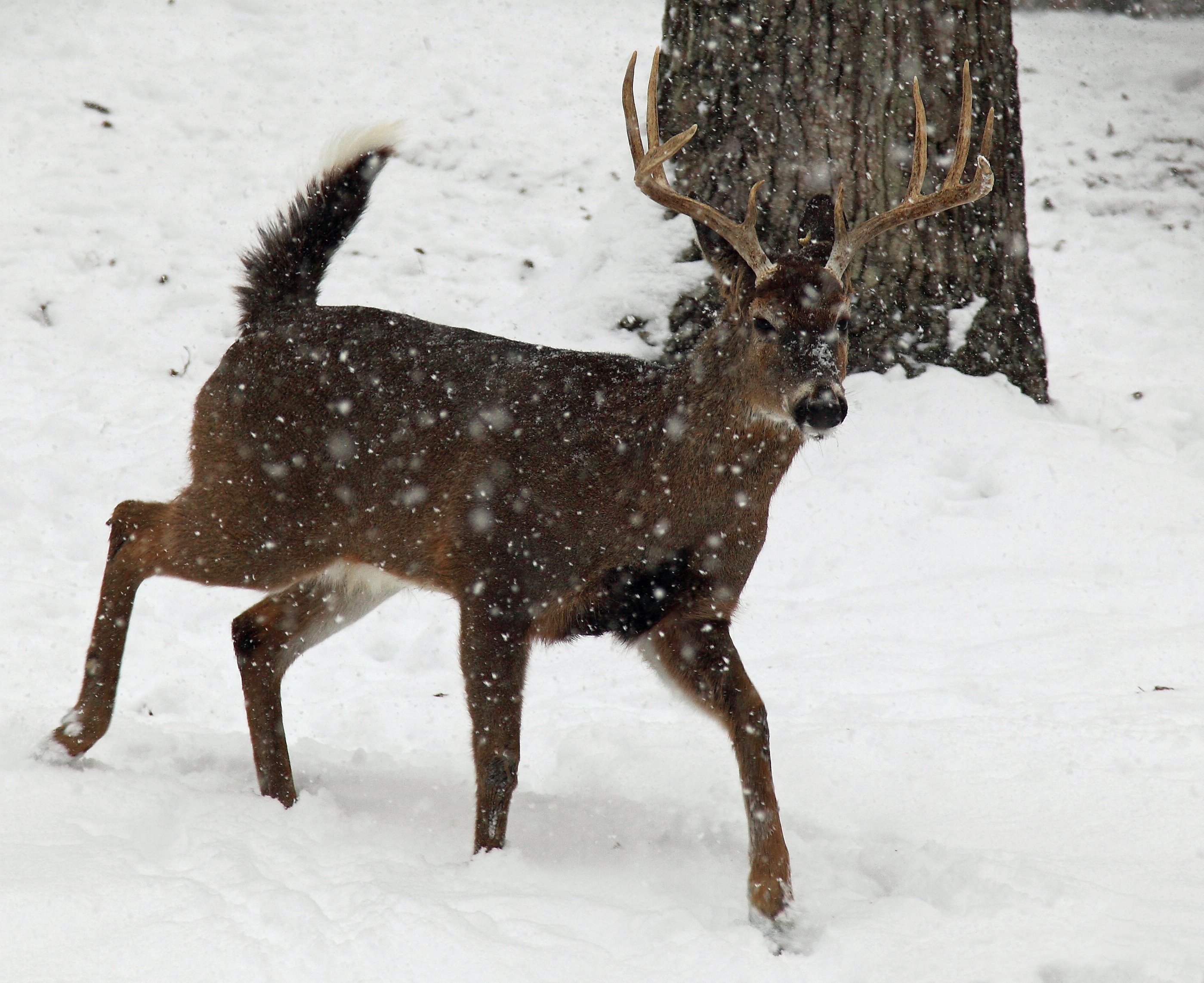 Whitetail Buck Running Snow Wildlife Free Nature Pictures by