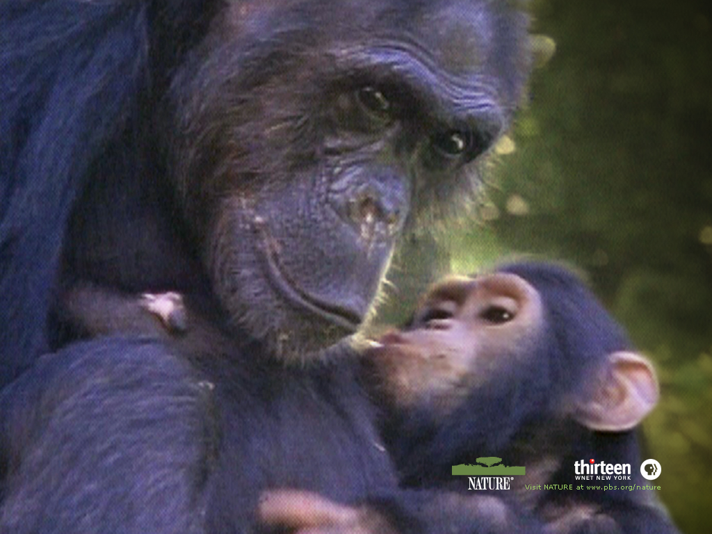 Chimpanzees And Bonobos Image Goodall Chimpanzee